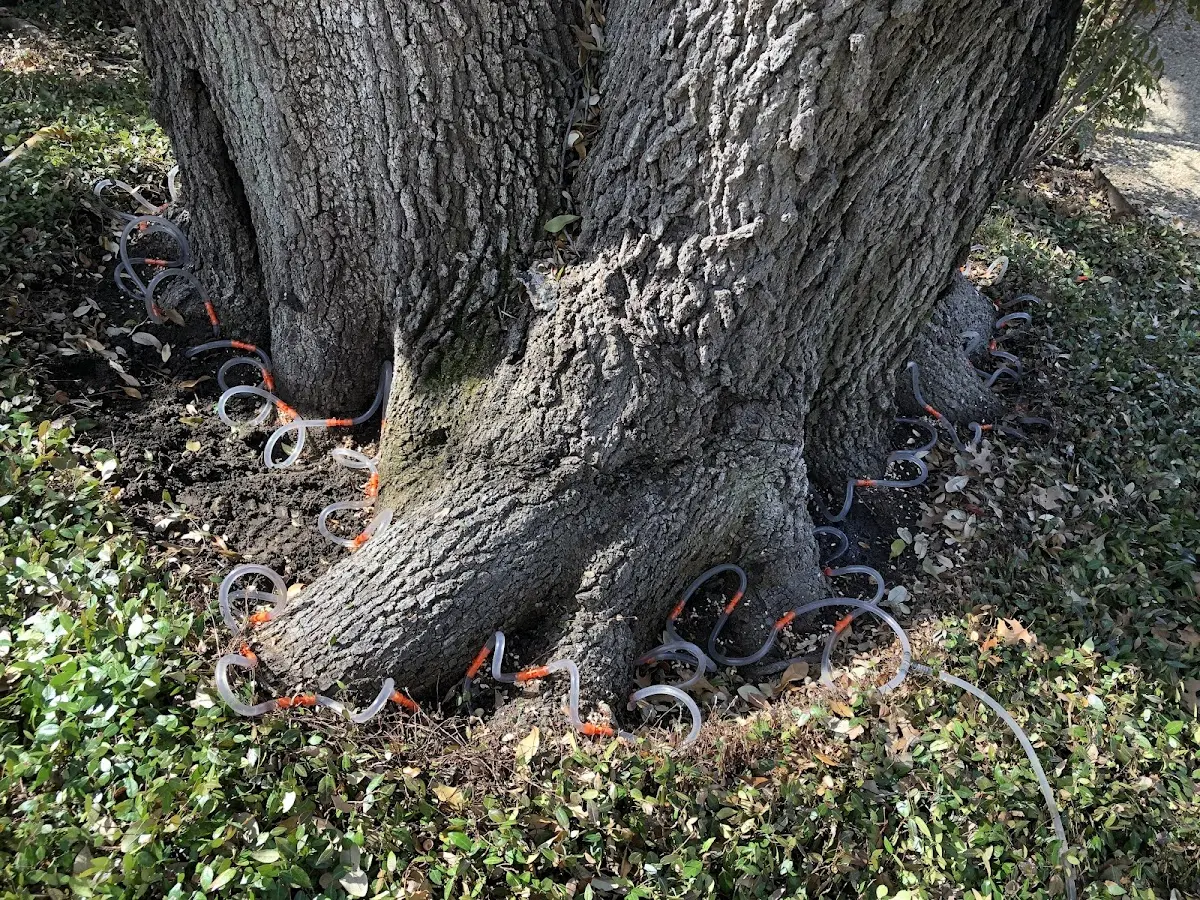 Detailed Tree Cabling and Bracing job site in Campbellsport