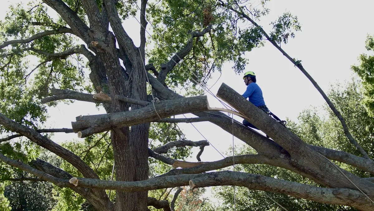 Professional Crown Thinning performed by certified arborists in Campbellsport