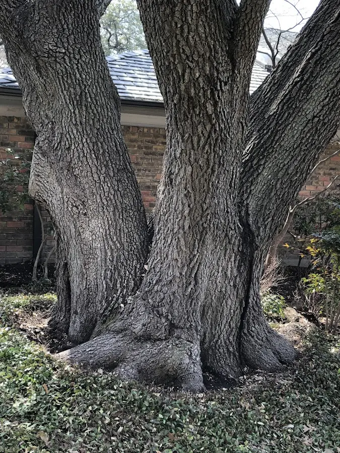 Mature heritage tree close to a Campbellsport property cared for by certified arborists